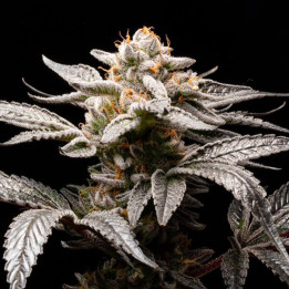 Semillas de marihuana autoflorecientes feminizadas Suguz Auto de R-Kiem Seeds