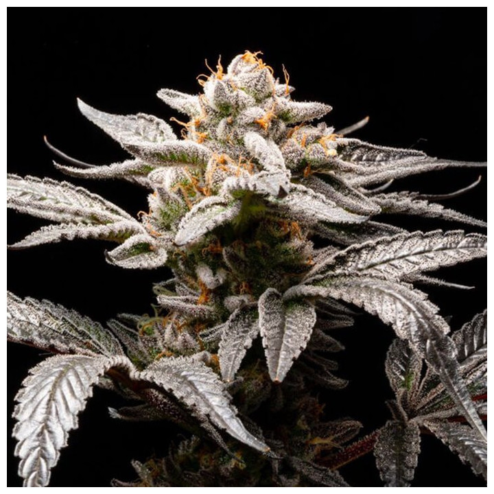 Semillas de marihuana autoflorecientes feminizadas Suguz Auto de R-Kiem Seeds