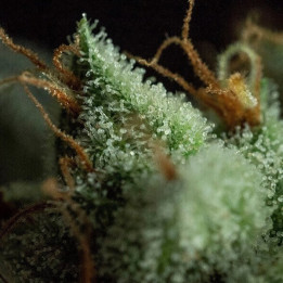 Semillas de marihuana feminizadas G.O.S de R-Kiem-Seeds