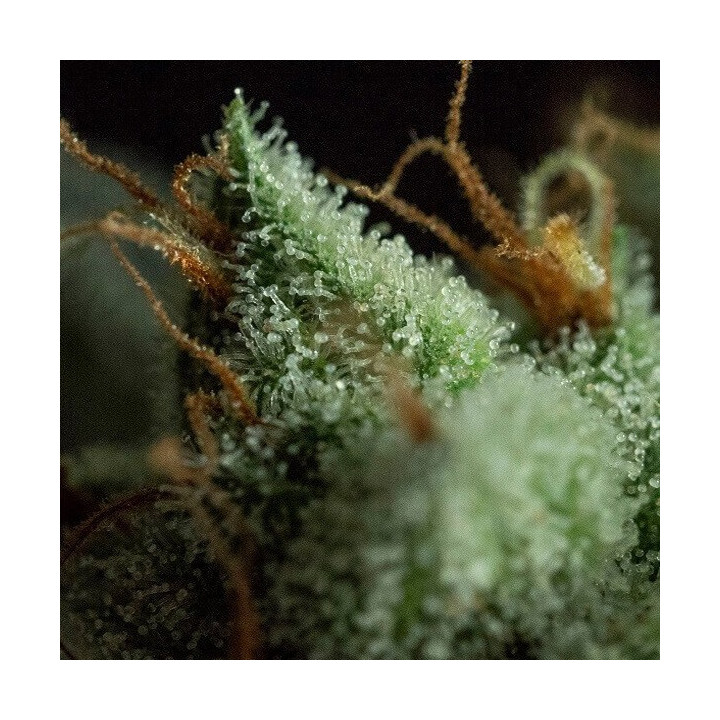 Semillas de marihuana feminizadas G.O.S de R-Kiem-Seeds