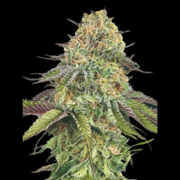 Semillas de marihuana autoflorecientes Lemon Cherry Gelato de 00 Seeds