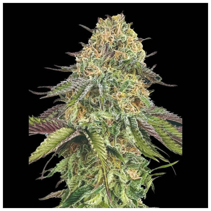 Semillas de marihuana autoflorecientes Lemon Cherry Gelato de 00 Seeds