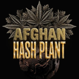 Semillas de marihuana autoflorecientes Afghan Hash Plant de Barney's Farm