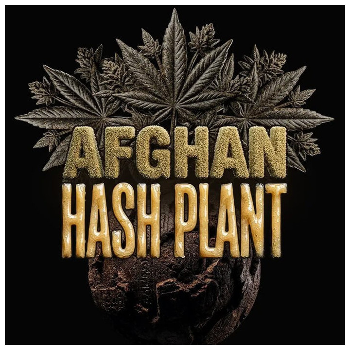 Semillas de marihuana autoflorecientes Afghan Hash Plant de Barney's Farm