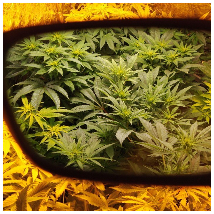 Gafas Lumii para cultivo