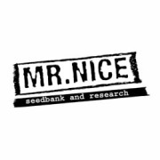Semillas regulares Mr Nice