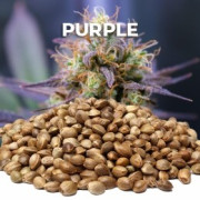 Semillas Purple