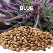 Semillas Blue