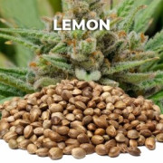 Semillas Lemon