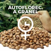 Semillas Auto a Granel