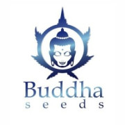 Semillas autoflorecientes Buddha Seeds
