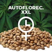 Semillas Auto XXL