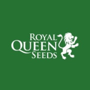 Semillas CBD Royal Queen