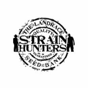 Semillas autoflorecientes Strain Hunters