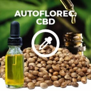 Semillas CBD Auto