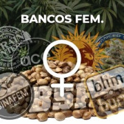 Bancos feminizadas