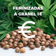 Semillas 1 euro