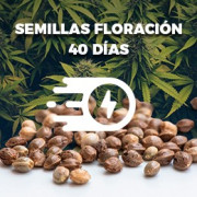 Semillas floración 40 días