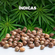 Semillas Indicas