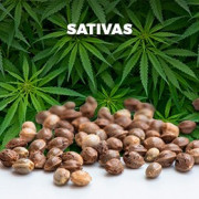 Semillas Sativa
