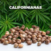 Semillas Californianas
