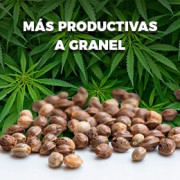 Semillas a Granel más productivas