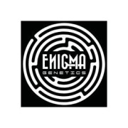 Enigma Genetics