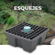 Esquejes de marihuana