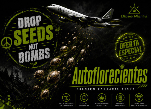 Semillas de marihuana autoflorecientes descuentos