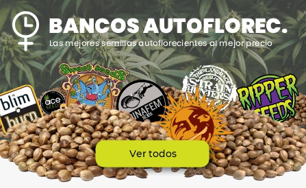 Bancos de semillas autoflorecientes