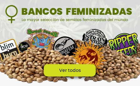 Bancos de semillas feminizadas
