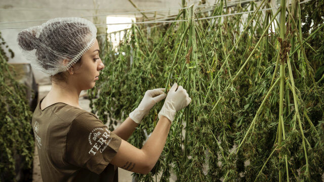 ¿Como secar y curar marihuana?