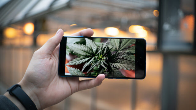 Juegos de marihuana para móviles