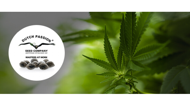 Las 6 mejores variedades de marihuana de Dutch Passion
