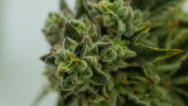 Mejores cepas de marihuana americanas para cultivar en 2026