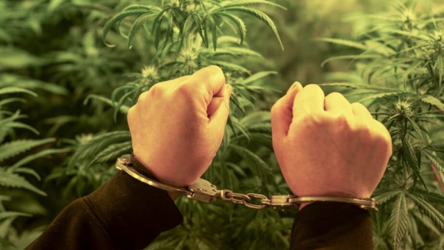 ¿Es legal cultivar marihuana en España en 2026?