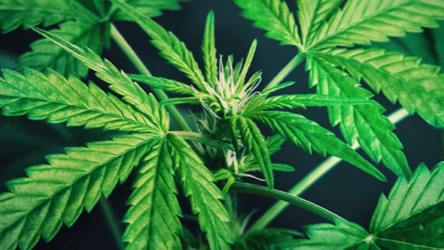 Poda FIM en plantas de marihuana | Guía Completa
