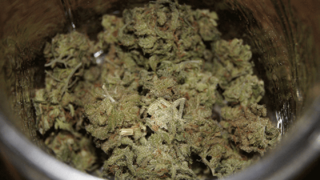 Marihuana con Moho | Todo lo que debes de saber