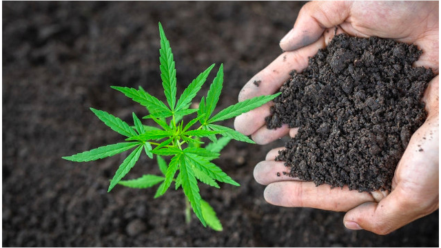 Mejores fertilizantes para marihuana 2026