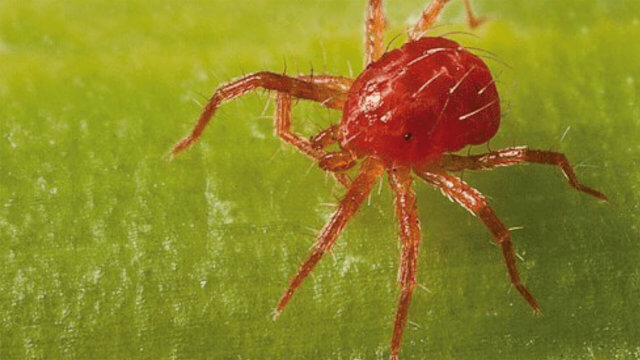 Como eliminar araña roja en cultivos de exterior