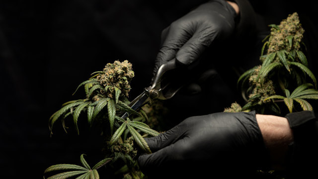 Cómo y cuándo cosechar marihuana