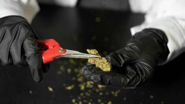 Manicurar marihuana: Por qué es importante y cómo hacerlo paso a paso