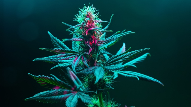 7 Sabores de la marihuana que tienes que conocer