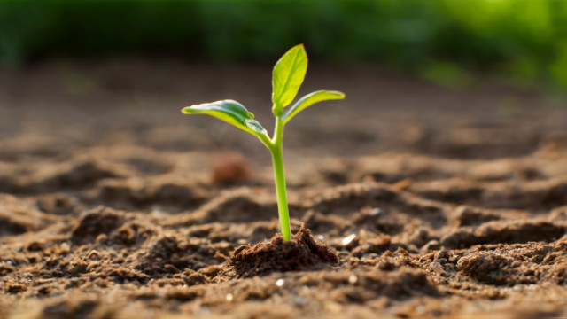 Guía sobre cómo germinar semillas de marihuana