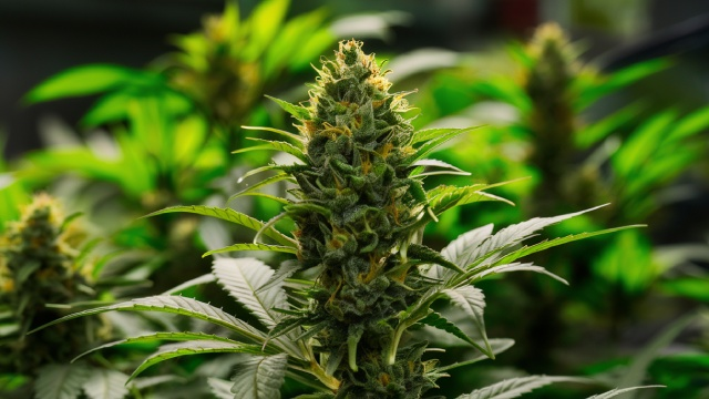 Plantas de Marihuana pequeñas: 10 variedades bajitas