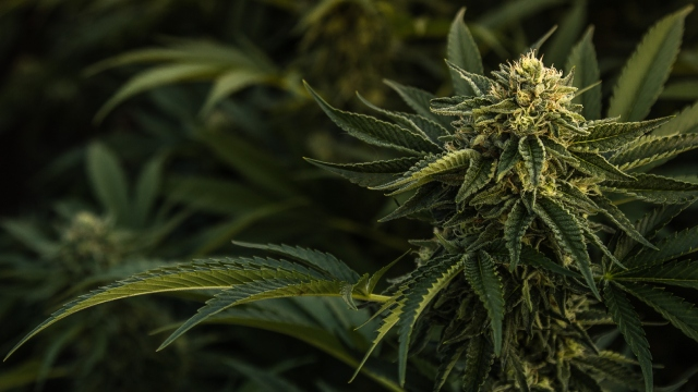 Plantas AK 47: Todo sobre esta variedad