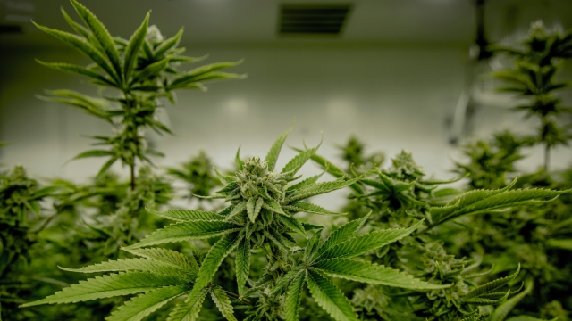 Cultivo de marihuana: Guía para principiantes