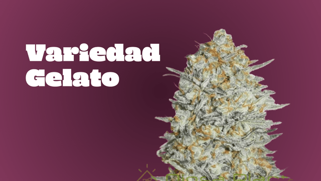 Gelato Weed: Todo sobre esta variedad legendaria