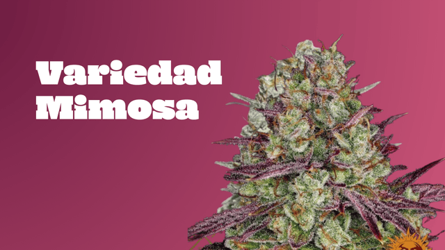 Mimosa Weed: Todo lo que debes saber sobre esta increíble variedad