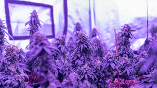 Los mejores armarios de cultivo baratos - Comparativa 2026